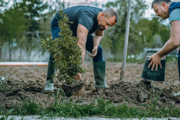 Trusted Mountain Home, NC Tree Removal Experts